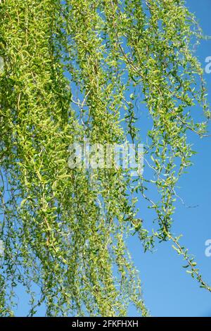 Weinende Weide Salix babylonica Hängende Äste Weinen Weidenzweige Stockfoto