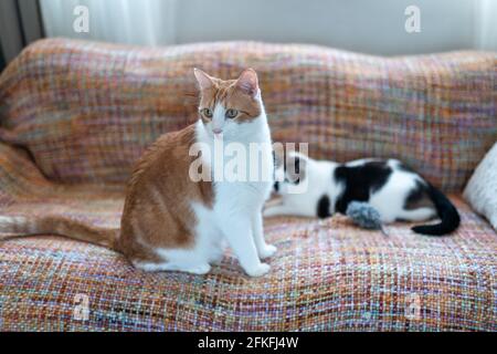 Zwei Hauskatzen interagieren auf einer bunten Decke Stockfoto
