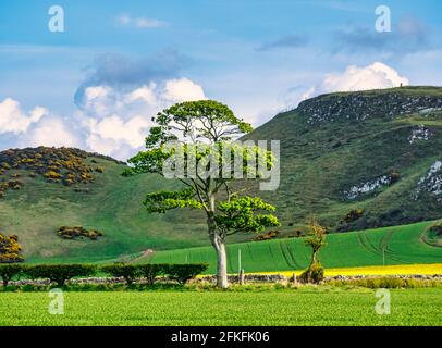 Einsamer einzelner Sycamore-Baum am Feldrand, der im Frühjahr mit Garleton Hills, East Lothian, Schottland, Großbritannien, in Blätter eintauchen kann Stockfoto