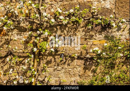 Ausgebildete Espalier Apfelbaumart Scotch bridget auf Steinmauer mit Blüte, Amisfield ummauerten Garten, East Lothian, Schottland, Großbritannien Stockfoto