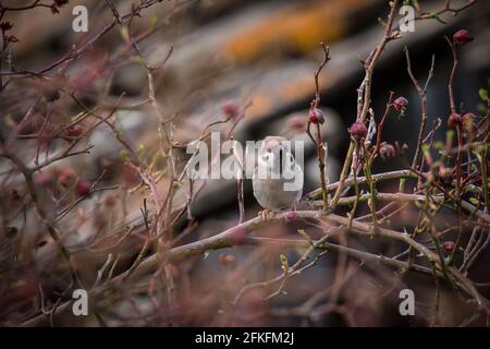 Eurasischer Baumsperling sitzt in Ästen (Passer montanus) Stockfoto