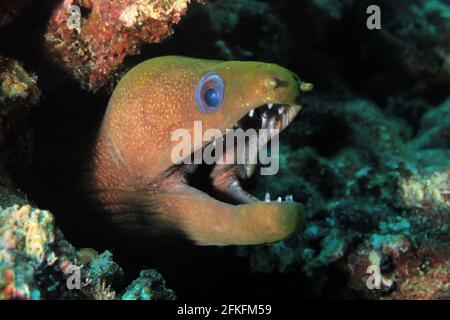 Panamic Green Moray (Gymnothorax castaneus) mit offenem Mund und Blick aus seiner Höhle im Riff. Coiba, Panama Stockfoto