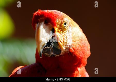 Nahaufnahme einer hellrote Ara (Ara Macao). Tambopata, Regenwald des Amazonas, Peru Stockfoto