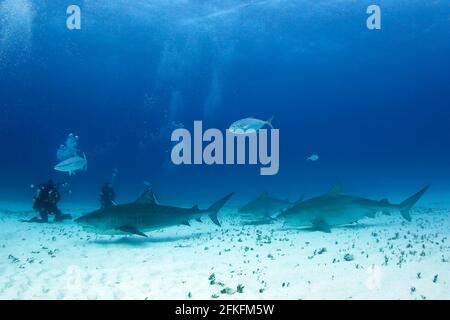 Drei Tiger-Haie (Galeocerdo cuvier) nähern sich Tauchern auf Sandy Bottom. Tiger Beach, Bahamas Stockfoto