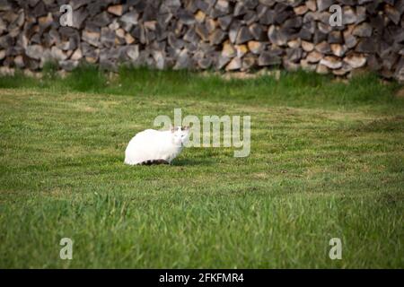 Weiße Katze liegt auf einer Wiese Stockfoto