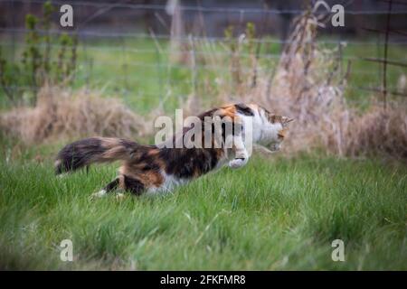 Schildkrötenkäuze weibliche Katze Jagd Mäuse Stockfoto