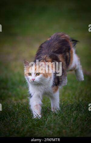 Schildkrötenkäuze weibliche Katze Jagd Mäuse Stockfoto