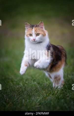 Schildkrötenkäuze weibliche Katze Jagd Mäuse Stockfoto