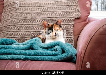 Calico Kätzchen ruht auf einer weichen Decke auf einem braunen Sofa Stockfoto