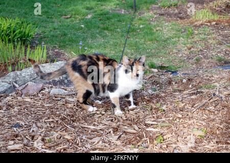 Calico Kätzchen im Frühling in einem Garten - schielend Die Kamera Stockfoto