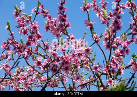 Prunus persica blühende Pfirsich-Blüte Stockfoto