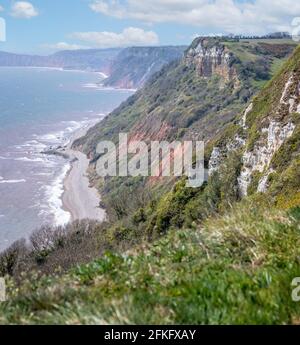 Blick auf die Klippen auf dem South West Coast Path in der Nähe von Brasncombe, Devon, Großbritannien Stockfoto