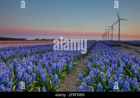 Blaue und violette Hyazinthen und Windmühlen in der Abenddämmerung, Holland Stockfoto