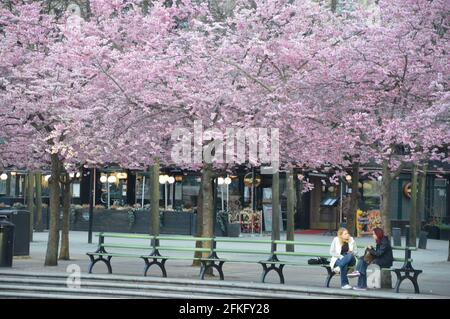 Kirschblüten in Stockholm 2021. Stockfoto