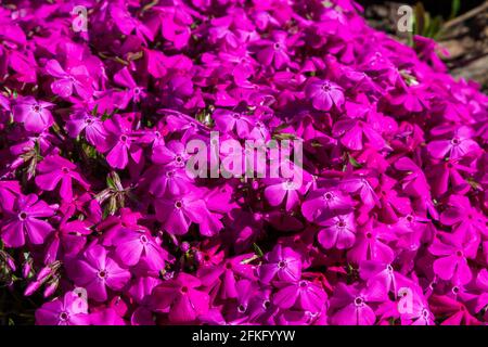 Schleichende Phlox (Phlox subulata) rosa Blüten im Frühjahr, Ungarn, Europa Stockfoto