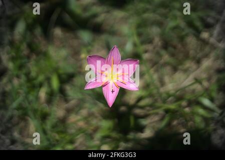 Selektive Fokusaufnahme einer schönen Zaphyranthe-Blume im Wiese Stockfoto