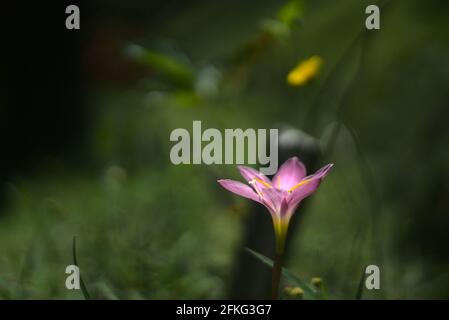 Selektive Fokusaufnahme einer schönen Zaphyranthe-Blume im Wiese Stockfoto