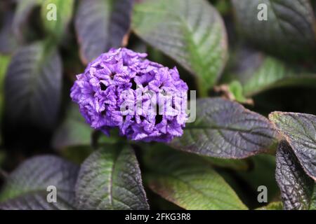 Nahaufnahme von violetten Heliptropium-Blüten in voller Blüte Stockfoto