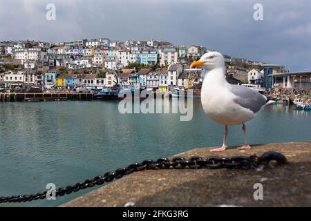 Ein seagul wacht über die Küstenstadt Brixham in Devon. Stockfoto
