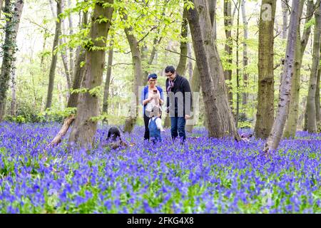 Die Familie genießt die bluebellige Blütezeit im Chalet Wood in Wanstead Park, London, Großbritannien Stockfoto