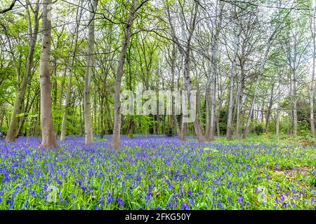 Bluebell blühende Saison im Chalet Wood in Wanstead Park, London, Großbritannien Stockfoto