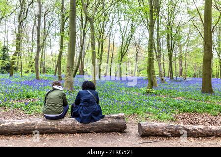 Ein paar Freunde sitzen auf einem Baumstamm und genießen die bluebellige Blütezeit im Chalet Wood in Wanstead Park, London, Großbritannien Stockfoto