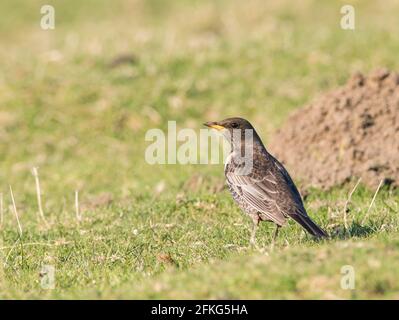 Weiblicher Ring Ouzel (Turdus torquatus) auf einem Grasmoor in den South Yorkshire Pennines. Stockfoto
