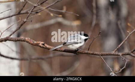 Ein Black-capped Chickadee, der auf einem von Bäumen umgebenen Zweig im Clifford E. Lee Nature Sanctuary in Devon, Alberta, sitzt. Stockfoto