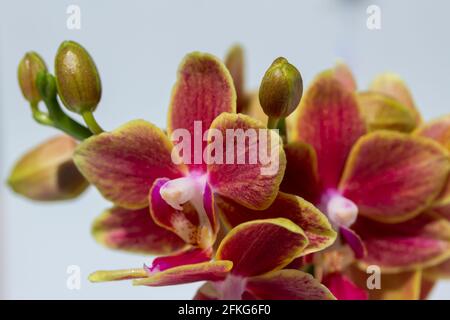 Nahaufnahme in Vollformat, abstrakte Ansicht von Rosa und Gelb Farbe Miniatur phaenopsis Orchideen in Blüte mit weißem Hintergrund Stockfoto