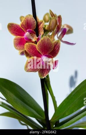 Nahaufnahme in Vollformat, abstrakte Ansicht von Rosa und Gelb Farbe Miniatur phaenopsis Orchideen in Blüte mit weißem Hintergrund Stockfoto