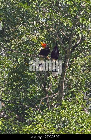 Nashorn Hornbill (Buceros Nashorn Nashorn) Paar auf Zweig Kerinci Sebrat NP, Sumatra, Indonesien thront Juni Stockfoto