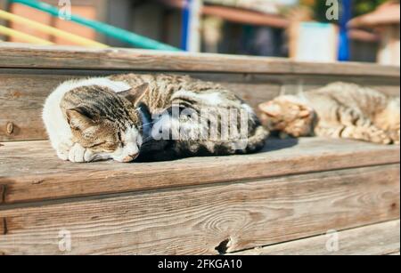 Gruppe streunender Katzen, die an einem sonnigen Tag im Freien schlafen. Gemeinsam sonnenbaden, müde ein Nickerchen machen und auf dem Boden liegen Stockfoto