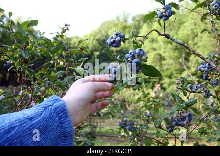 Nahaufnahme der nassen Hand einer jungen weißen Frau, die einen pflückt Reife Blaubeere aus dem Busch draußen im Sommer mit einem Hintergrund entfernter Menschen, die nach ber Nahrungssuche Stockfoto