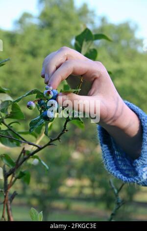 Nahaufnahme der nassen Hand einer jungen weißen Frau, die einen pflückt Reife Blaubeere aus dem Busch draußen im Sommer mit einem Hintergrund entfernter Menschen, die nach ber Nahrungssuche Stockfoto