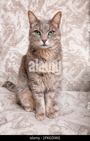 Niedliche graue Katze auf einem Stuhl. Anmut. Die Rasse der Katze ist russisches Blau. Stockfoto