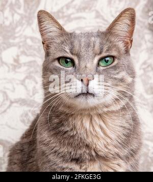 Niedliche graue Katze auf einem Stuhl. Anmut. Die Rasse der Katze ist russisches Blau. Stockfoto