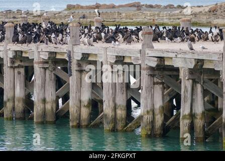 Otago Shag Kolonie auf Sumpter Wharf in Oamaru am Südinsel von Neuseeland Stockfoto