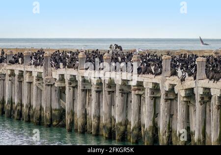 Otago Shag Kolonie auf Sumpter Wharf in Oamaru am Südinsel von Neuseeland Stockfoto