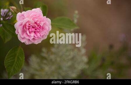 Rosafarbene, altmodische Kohlrose, vollständig offener, natürlicher Makro-floraler Hintergrund Stockfoto