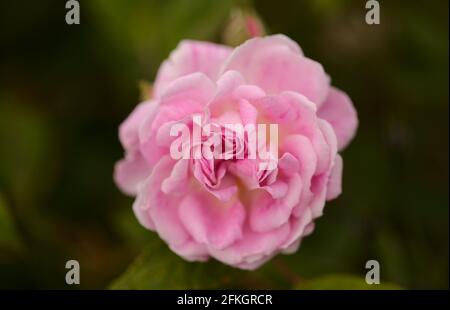Rosafarbene, altmodische Kohlrose, vollständig offener, natürlicher Makro-floraler Hintergrund Stockfoto