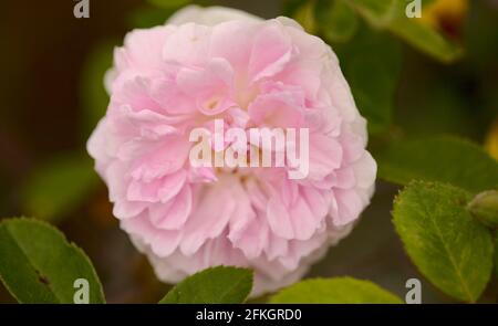 Rosafarbene, altmodische Kohlrose, vollständig offener, natürlicher Makro-floraler Hintergrund Stockfoto
