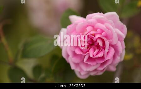 Rosafarbene, altmodische Kohlrose, vollständig offener, natürlicher Makro-floraler Hintergrund Stockfoto