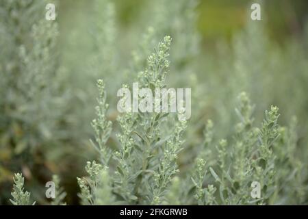 Flora von Gran Canaria - Artemisia thuscula, aufgrund seiner hocharomatischen Eigenschaften lokal als Weihrauch bezeichnet, natürlicher makrorlümiger Hintergrund Stockfoto