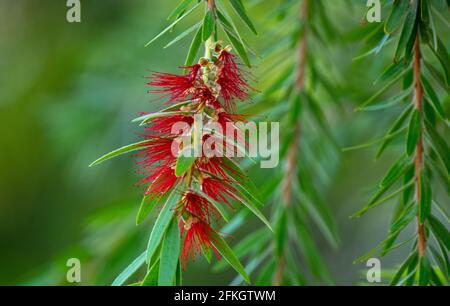 Melaleuca Viminalis, allgemein bekannt als weinend Bottlebrush oder Creek Bottlebrush ist eine Pflanze in der Myrte Familie Myrtaceae Stockfoto