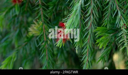 Melaleuca Viminalis, allgemein bekannt als weinend Bottlebrush oder Creek Bottlebrush ist eine Pflanze in der Myrte Familie Myrtaceae Stockfoto