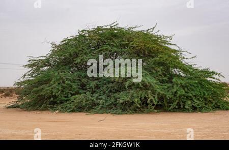 Ein einsame Prosopis juliflora Baum inmitten einer Al jumayliyah Wüste in katar. Stockfoto