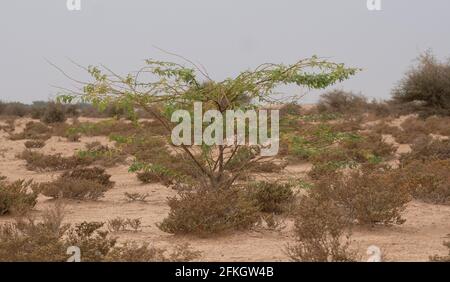 Ein einsame Prosopis juliflora Baum inmitten einer Al jumayliyah Wüste in katar. Stockfoto