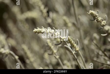 Flora von Gran Canaria - Sideritis dasygnaphala, weißer Bergtee von Gran Canaria, endemischer, natürlicher makrofloraler Hintergrund Stockfoto