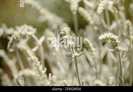 Flora von Gran Canaria - Sideritis dasygnaphala, weißer Bergtee von Gran Canaria, endemischer, natürlicher makrofloraler Hintergrund Stockfoto