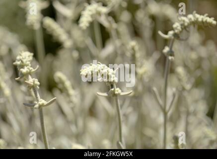 Flora von Gran Canaria - Sideritis dasygnaphala, weißer Bergtee von Gran Canaria, endemischer, natürlicher makrofloraler Hintergrund Stockfoto